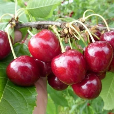 Вишня КОЛОННОВИДНАЯ  Вишня КОЛОННОВИДНАЯ в Краснодаре