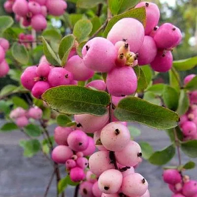 Снежноягодник ФИЕСТА БЕРРИ доренбоза  Снежноягодник ФИЕСТА БЕРРИ доренбоза в Краснодаре