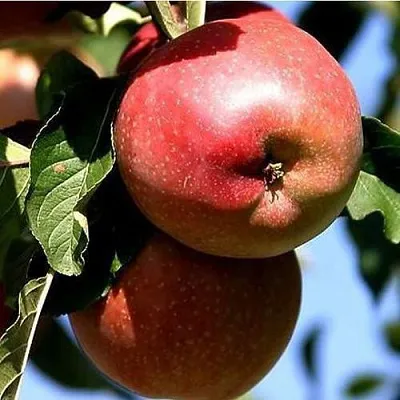 Яблоня АНТЕЙ КИЕВСКИЙ колонновидная  Яблоня АНТЕЙ КИЕВСКИЙ колонновидная в Краснодаре