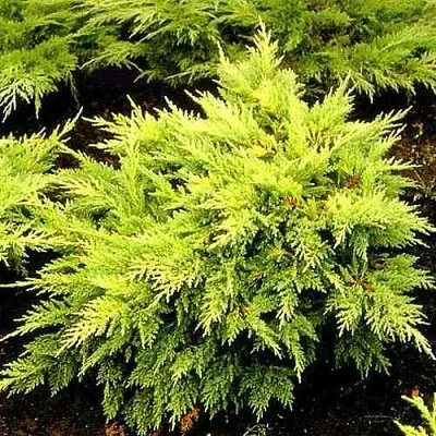 Можжевельник МОРДИГАН ГОЛД средний  Можжевельник МОРДИГАН ГОЛД средний в Краснодаре