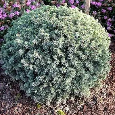 Ель ЭХИНИФОРМИС сизая  Ель ЭХИНИФОРМИС сизая в Краснодаре