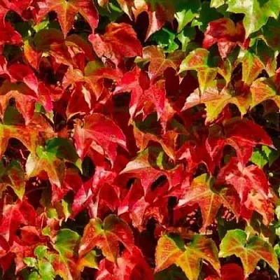 Девичий виноград тройчатый ВИЧИ  Девичий виноград тройчатый ВИЧИ в Краснодаре