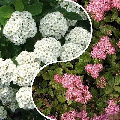 Комплект ТАЛАНТЛИВЫЙ САДОВОД в Краснодаре