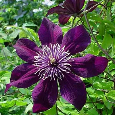 Клематис ПАНТЕР  Клематис ПАНТЕР в Краснодаре