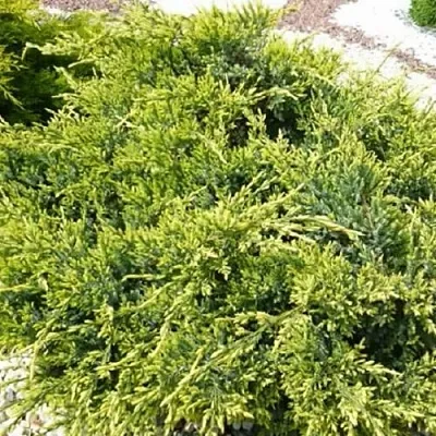 Можжевельник ГОЛД СТАР средний  Можжевельник ГОЛД СТАР средний в Краснодаре