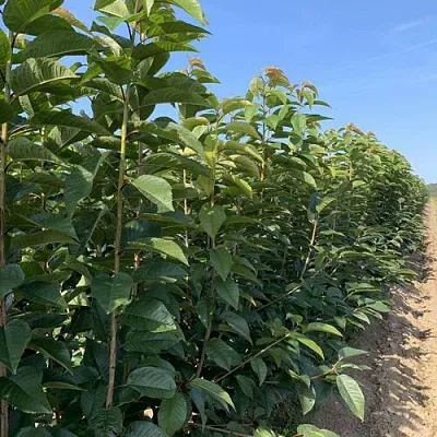 Саженцы оптом  Саженцы оптом в Краснодаре