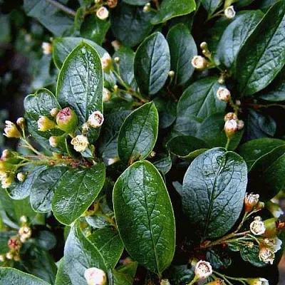 Кизильник в Краснодаре