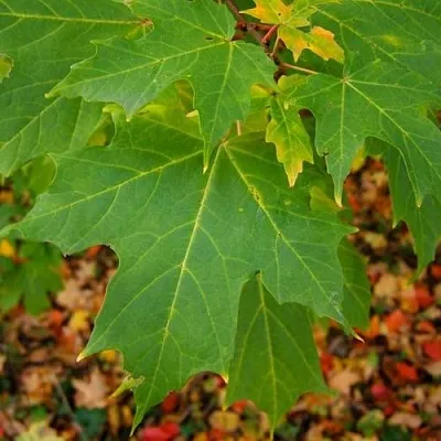 Клен сахарный  Клен сахарный в Краснодаре