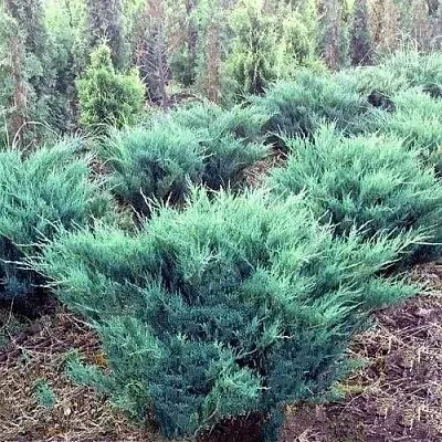 Можжевельник БЛЮ ДАНУБ казацкий  Можжевельник БЛЮ ДАНУБ казацкий в Краснодаре