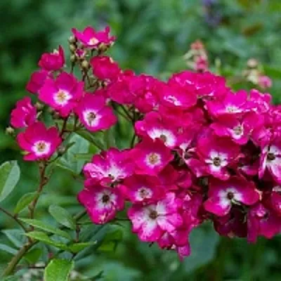 Саженцы роз МАРДЖОРИ ФЕЙР полиантовая  Саженцы роз МАРДЖОРИ ФЕЙР полиантовая в Краснодаре