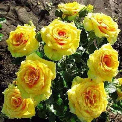 Саженцы роз САН СИТИ спрей  Саженцы роз САН СИТИ спрей в Краснодаре