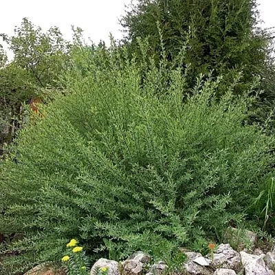 Ива НАНА  пурпурная   Ива НАНА  пурпурная  в Краснодаре