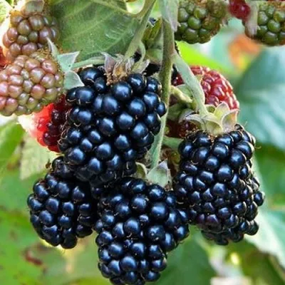 Ежевика ОУАЧИТА бесшипная — описание сорта Ежевика ОУАЧИТА бесшипная в Краснодаре