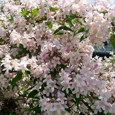 Кольквиция в Краснодаре