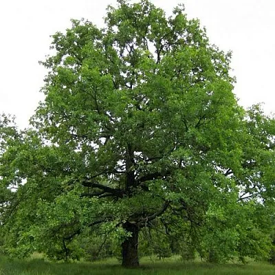 Дуб черешчатый   Дуб черешчатый  в Краснодаре