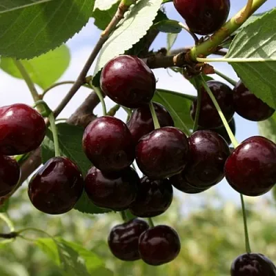 Вишня СВЕРДЛОВЧАНКА степная  Вишня СВЕРДЛОВЧАНКА степная в Краснодаре