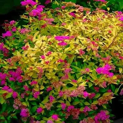 Спирея ГОЛДЕН ПРИНЦЕСС японская  Спирея ГОЛДЕН ПРИНЦЕСС японская в Краснодаре