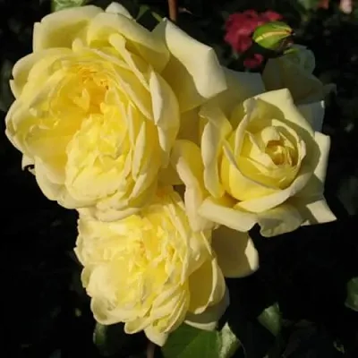 Саженцы роз КАЗИНО плетистая  Саженцы роз КАЗИНО плетистая в Краснодаре