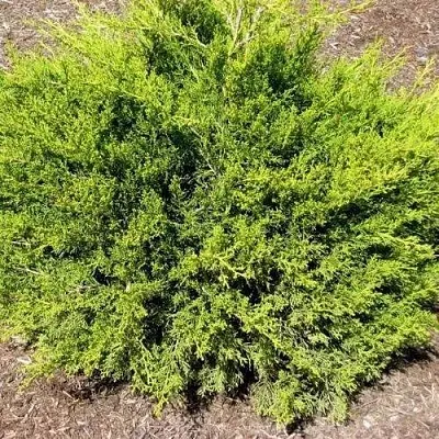 Можжевельник ИЗАБЕЛИН китайский  Можжевельник ИЗАБЕЛИН китайский в Краснодаре