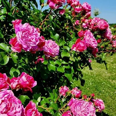 Саженцы роз ИНЕС САСТР плетистая  Саженцы роз ИНЕС САСТР плетистая в Краснодаре