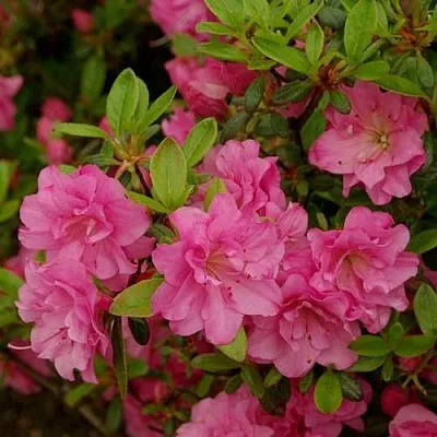 Азалия РОЗИНЕТТА японская  Азалия РОЗИНЕТТА японская в Краснодаре