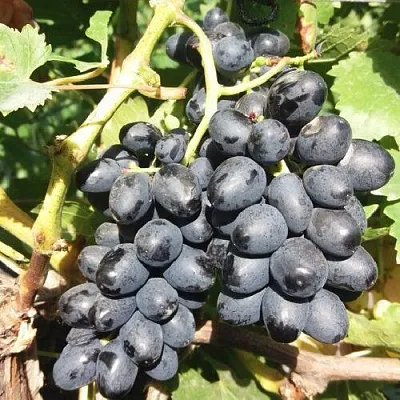 Виноград КИШМИШ АТТИКА в Краснодаре