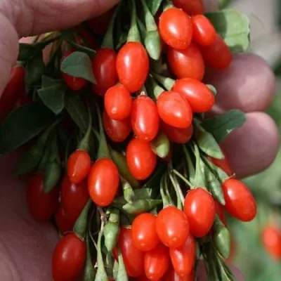 Годжи КОРЕАН БИГ — описание сорта Годжи КОРЕАН БИГ в Краснодаре