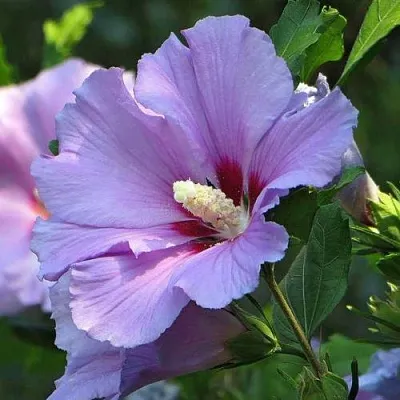 Гибискус в Краснодаре