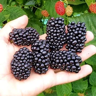 Ежевика ОУАЧИТА бесшипная — описание сорта Ежевика ОУАЧИТА бесшипная в Краснодаре