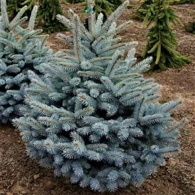 Ель МИСТИ БЛЮ голубая в Краснодаре