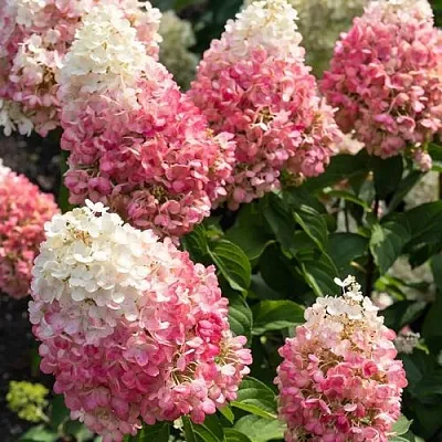 Гортензия ПИНКИ ПРОМИС метельчатая  Гортензия ПИНКИ ПРОМИС метельчатая в Краснодаре
