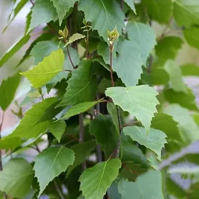 Береза ФАСТИГИАТА повислая   Береза ФАСТИГИАТА повислая  в Краснодаре