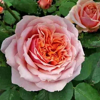 Саженцы роз ПОЛЬ БОКЮЗ шраб  Саженцы роз ПОЛЬ БОКЮЗ шраб в Краснодаре