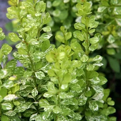 Барбарис ПАУ ВАУ тунберга  Барбарис ПАУ ВАУ тунберга в Краснодаре