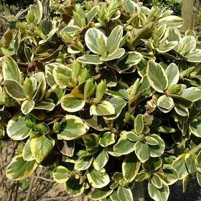 Бересклет КАНАДЕЙЛ ГОЛД   Бересклет КАНАДЕЙЛ ГОЛД  в Краснодаре