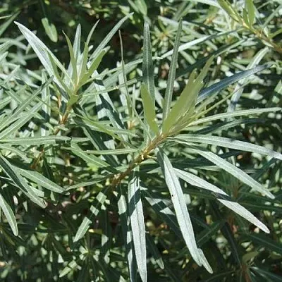 Облепиха ЛОРД (МУЖСКАЯ) в Краснодаре