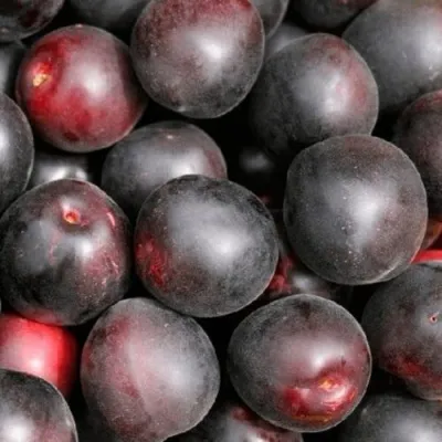 Абрикос ЧЕРНЫЙ ПРИНЦ — описание сорта Абрикос ЧЕРНЫЙ ПРИНЦ в Краснодаре