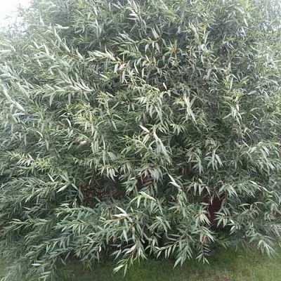 Ива СЕРЕБРИСТАЯ  Ива СЕРЕБРИСТАЯ в Краснодаре