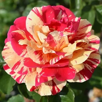 Саженцы роз ВАНИЛЛА ФРАЙЗ плетистая  Саженцы роз ВАНИЛЛА ФРАЙЗ плетистая в Краснодаре