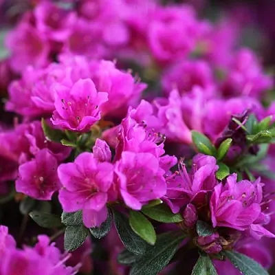 Азалия ХИРОКА японская  Азалия ХИРОКА японская в Краснодаре