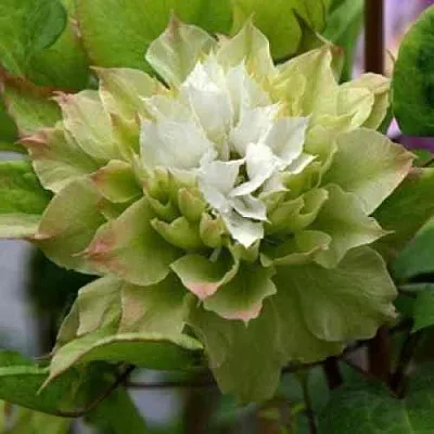 Клематис СЕН-НО-КЕЙЗ  Клематис СЕН-НО-КЕЙЗ в Краснодаре