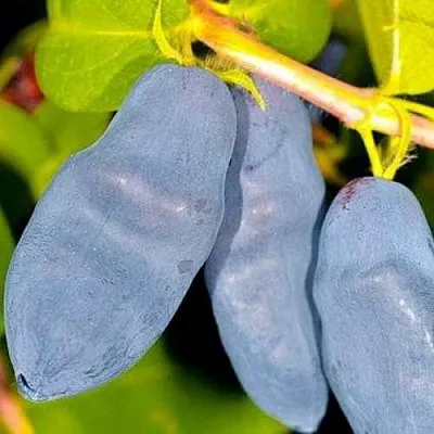 Жимолость съедобная ДЛИННОПЛОДНАЯ в Краснодаре