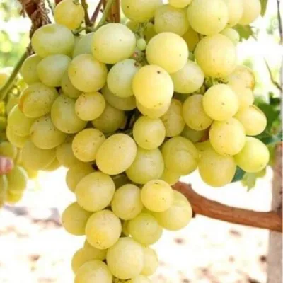 Виноград ТАЛИСМАН в Краснодаре