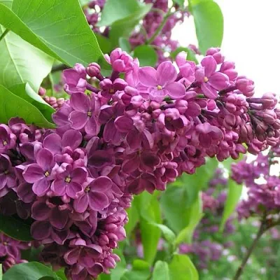 Сирень ДЕНЬ ПОБЕДЫ  Сирень ДЕНЬ ПОБЕДЫ в Краснодаре