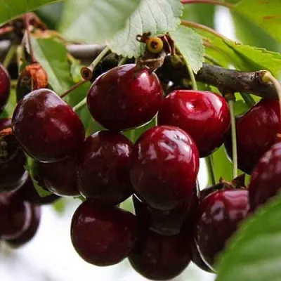 Вишня НОВОДВОРСКАЯ  Вишня НОВОДВОРСКАЯ в Краснодаре