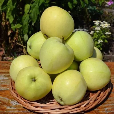 Яблоня ПАПИРОВКА в Краснодаре