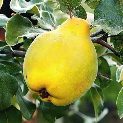 Айва РУМО в Краснодаре