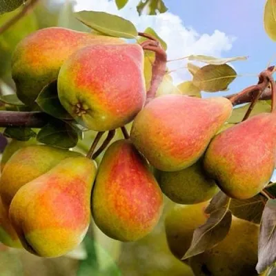 Груша ЗАБАВА в Краснодаре