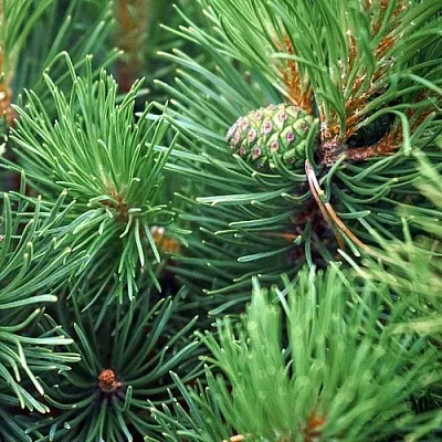 Сосна  Сосна в Краснодаре