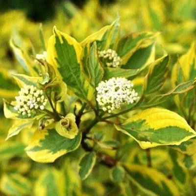 Дерен в Краснодаре